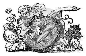 Pumpkin vintage illustration