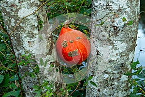 A pumpkin wedged between two birch tree trunks