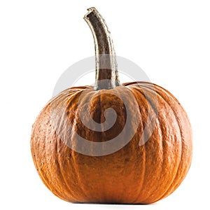 Pumpkin on white