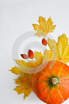 Pumpkin on white background.  the decor of the occasion. yellow maple leaves and red small leaves. autumn still life. the colors o