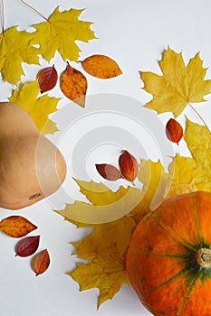 Pumpkin on white background.  the decor of the occasion. yellow maple leaves and red small leaves. autumn still life. the colors o