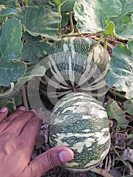 PUMPKIN /WINTER SQUASH