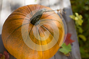 Pumpkin on wood deck with fall leaves