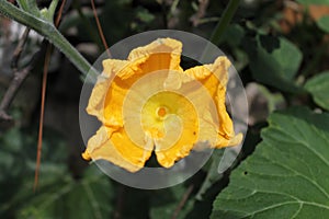 Pumpkin yallow flower