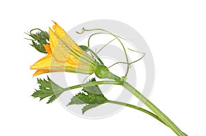 Pumpkin yellow flower