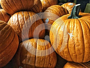 Pumpking