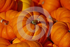 Pumpkins photo