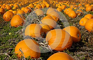 Pumpkins