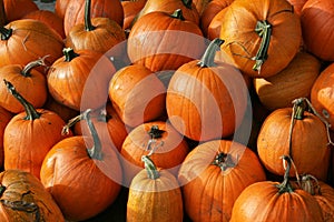 Pumpkins photo