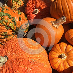 Pumpkins