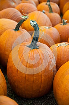 Pumpkins