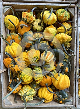 Pumpkins