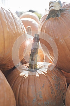 Pumpkins-2019_02