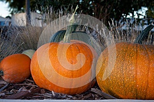 Pumpkins