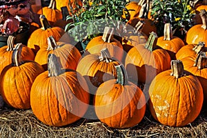 Pumpkins