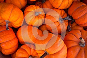 Pumpkins photo