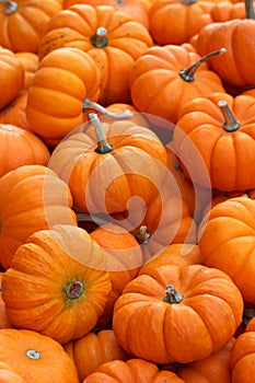 Pumpkins photo