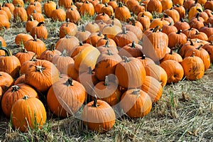 Pumpkins