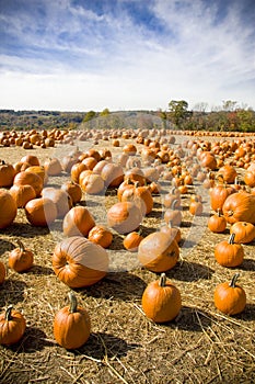 Calabaza 