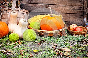 Pumpkins, apples, macula fruit, basket and wooden box