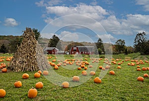 Pumpkins arranged on grass field in front of old red barn and corn stalks under blue cloudy sky