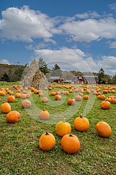 Pumpkins arranged on grass field in front of old red barn and corn stalks under blue cloudy sky