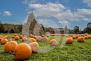 Pumpkins arranged on grass field in front of old red barn and corn stalks under blue cloudy sky