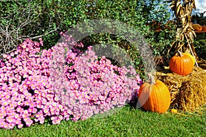 Pumpkins, Asters, and fall foliage for a background fit for autumn evens like Halloween and Thanksgiving.