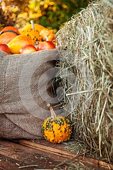 Pumpkins. Autumn background