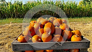 Pumpkins at Autumn Fall Farmer's Market for Thanksgiving and Halloween