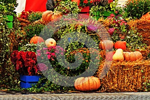 Pumpkins, autumn flowers, hays. Color still life