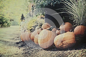 Pumpkins In an Autumn Garden