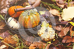 Pumpkins and autumn leaves, selective focus