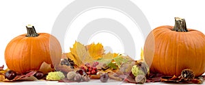 Pumpkins with autumn leaves for thanksgiving day on white background