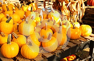 Pumpkins on the autumn market