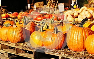 Pumpkins on the autumn market