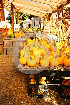 Pumpkins on the autumn market