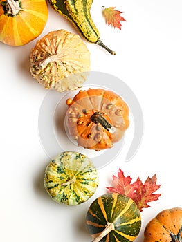 Pumpkins with autumn oak leaves