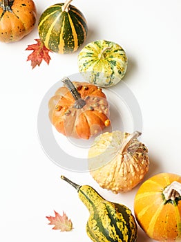 Pumpkins with autumn oak leaves