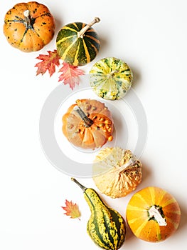 Pumpkins with autumn oak leaves over white background