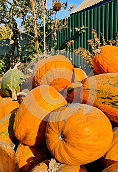 pumpkins, autumn ðŸŽƒ