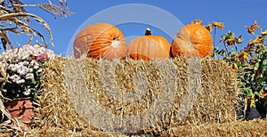 Pumpkins on Bale of Straw Hay