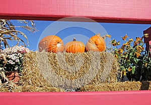 Pumpkins on Bale of Straw Hay Red Frame