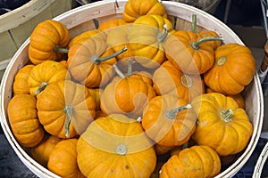 Pumpkins In A Basket