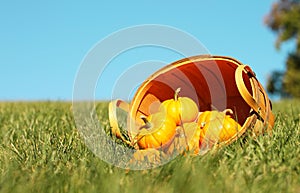 Pumpkins in basket. Outdoor