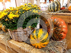 Pumpkins and a basket with yellow flowers. Autumn still life with seasonal fruits,vegetables and flowers