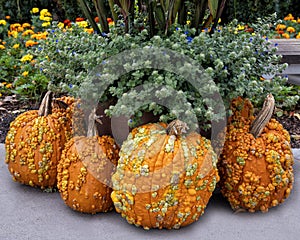 Pumpkins with bumps, plants and flowers at the Dallas Arboretum in Texas.