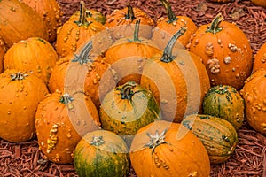 Pumpkins with bumps seasonal