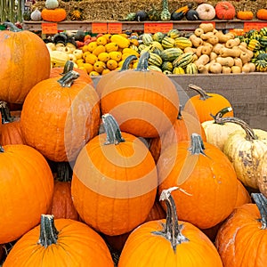 Pumpkins, butternut and buttercup photo