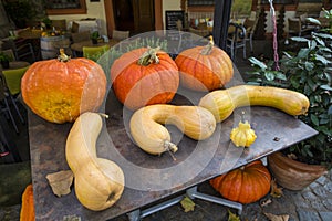 Pumpkins and Butternut Squashes